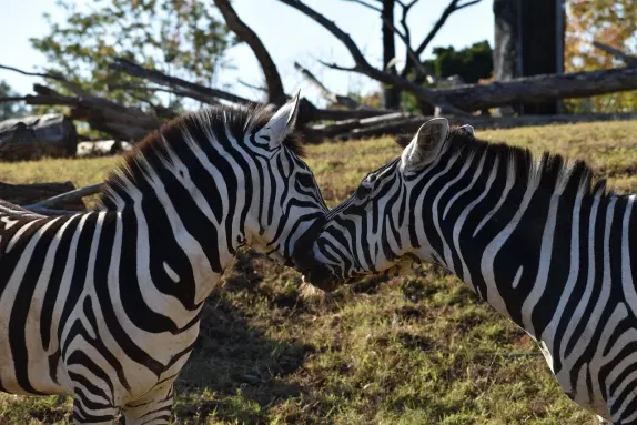 Rockn Rolla Casino Support